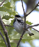 Blackpoll Warbler 6354